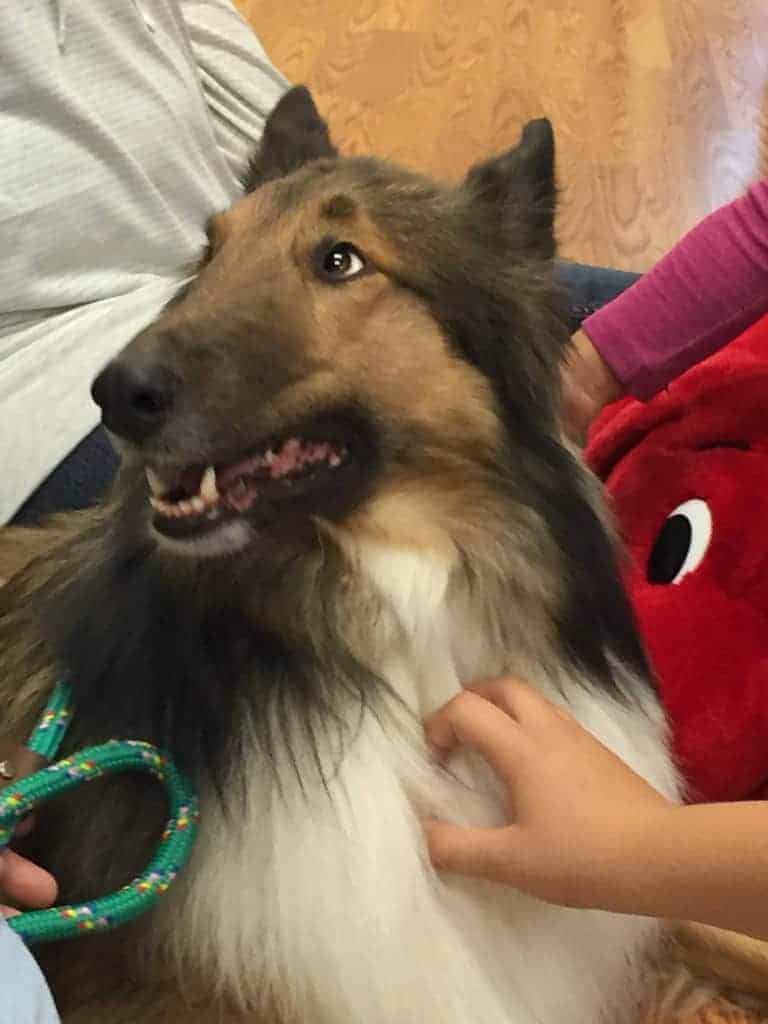 Therapy Dog Niko